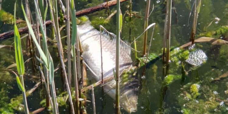Измряла риба на язовир „Пчелина“, не е ясно от какво…