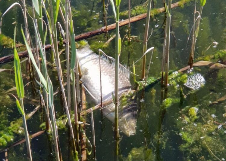 Измряла риба на язовир „Пчелина“, не е ясно от какво…